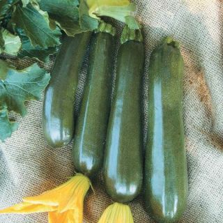 Onyx Summer Squash Thumbnail